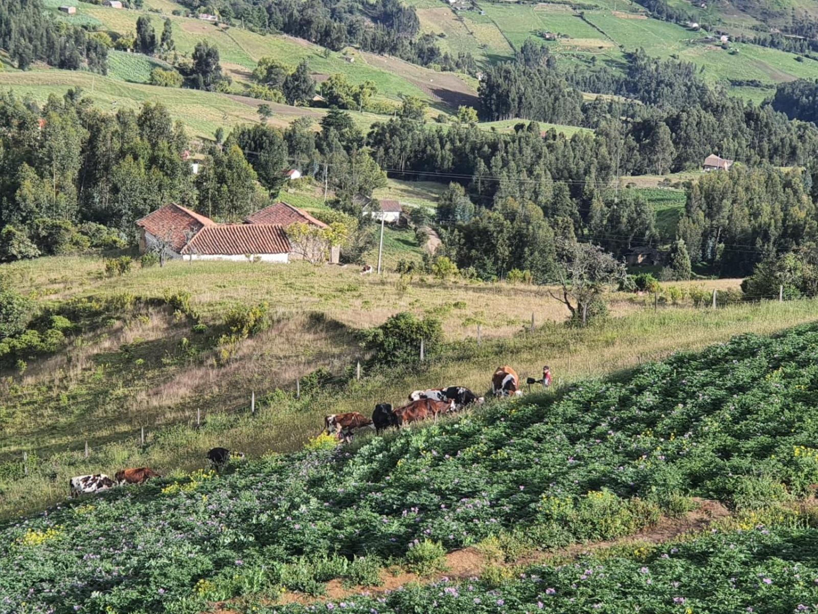 Farm stay Buenavista Campestre - Pesca